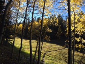IMG_3769